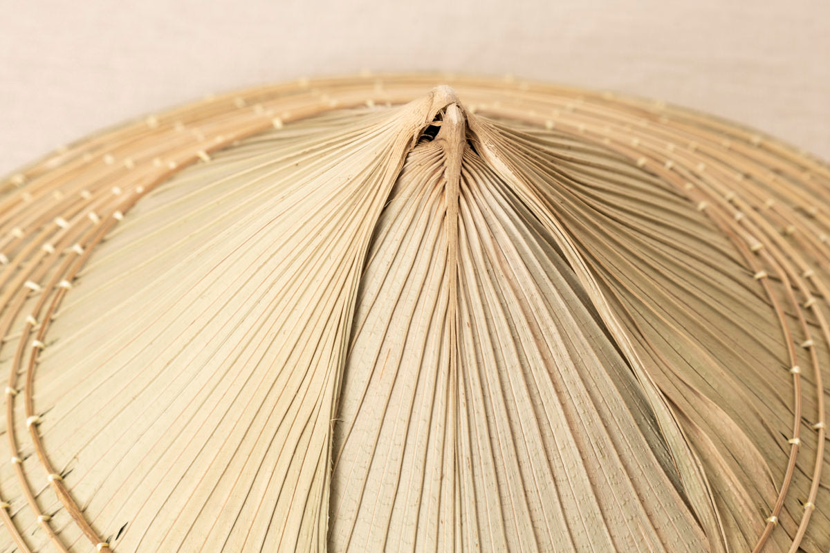 Kuba Hat / Fan Palm / Ishigaki, Okinawa-JPN 151201