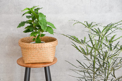 Round Basket / Krajood Grass / THA 3115124