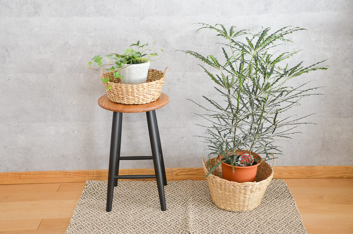 Kok grass stock baskets used as plant covers / コック（すげ）のストックバスケットを鉢カバーとして使う様子