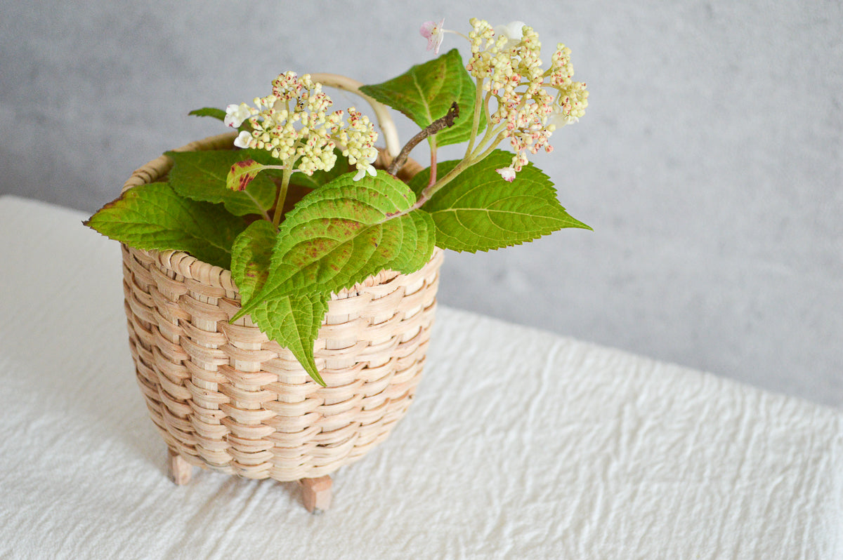 Pine-root “Zogatta” basket with flowers / 松の根で編まれたゾガッタバスケットに花を生けた様子